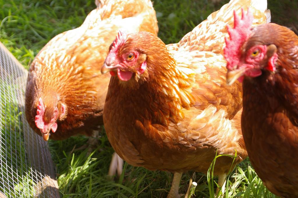 فندق أكسمنسترفي  Wyke Farm المظهر الخارجي الصورة